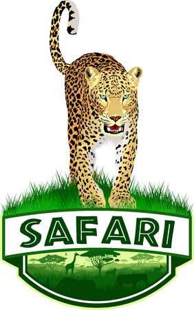 African savannah safari emblem with leopard in colorful illustration.のイラスト素材