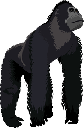 Male gorillaのイラスト素材
