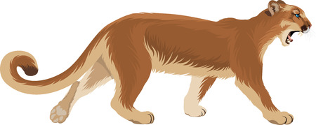 vector of a puma (Puma concolor) or mountain lionのイラスト素材