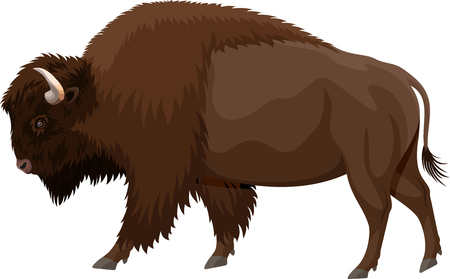 vector brown zubr buffalo bisonのイラスト素材