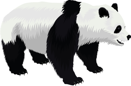 Vector giant panda bear illustration on white background.のイラスト素材