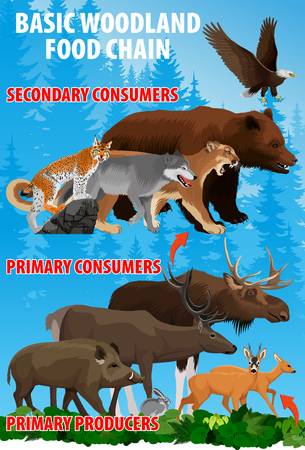 Basic green forest woodland food trophic chain. Forest ecosystem energy flow. Vector illustration.のイラスト素材