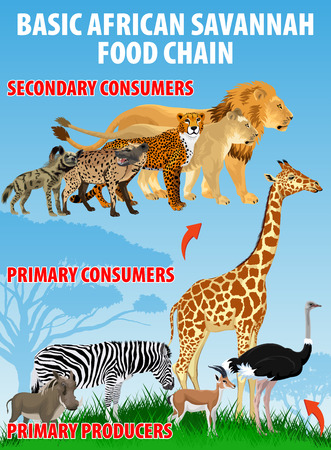 Basic african savannah food trophic chain. Grassland ecosystem energy flow. Vector illustration.のイラスト素材