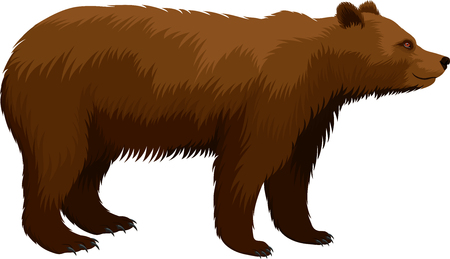A vector brown grizzly bear isolated on plain backgroundのイラスト素材
