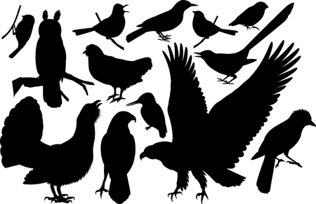 vector set of woodland birds silhouettesのイラスト素材