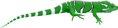 vector Fiji banded iguanaのイラスト素材
