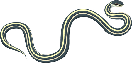 vector Common garter snakeのイラスト素材