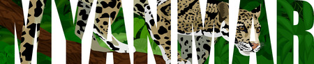 vector myanmar illustration wit clouded leopardのイラスト素材