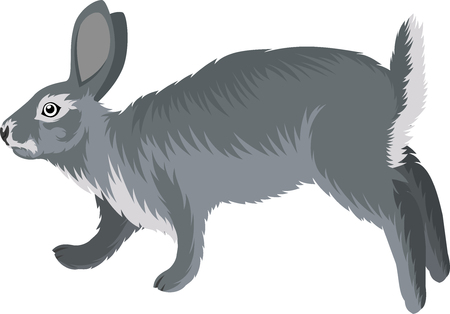 vector gray rabbitのイラスト素材