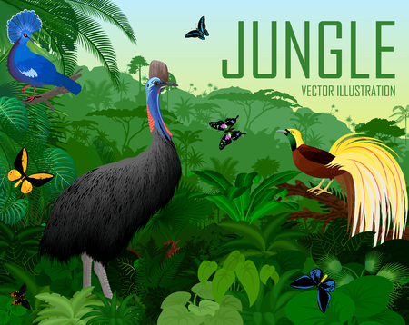 Vector Papua New Guinea jungle forest with victoria crowned pigeon, cassowary, Lesser Bird of Paradiseのイラスト素材