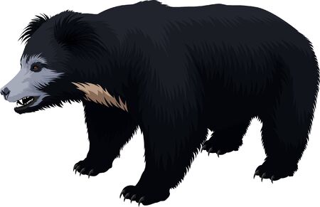 vector Indian sloth bearのイラスト素材