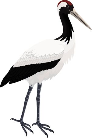 vector Red-crowned craneのイラスト素材