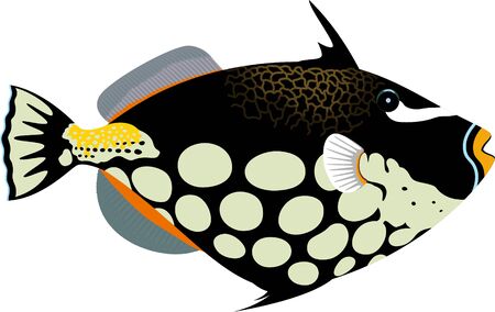 vector clown triggerfish illustrationのイラスト素材