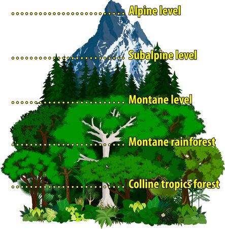 Vector Altitudinal zonation in mountains forestのイラスト素材