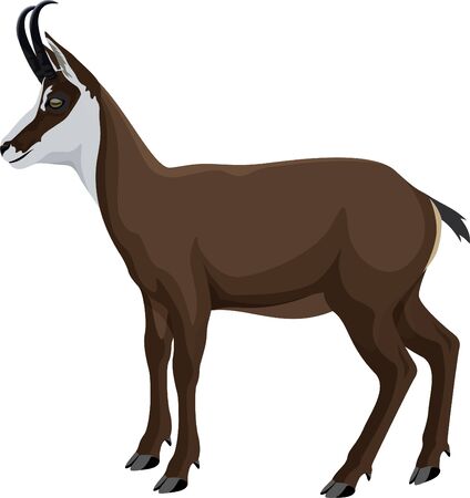 vector wild animal chamois illustrationのイラスト素材