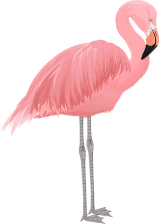 Pink flamingo vector illustration isolated on white backgroundのイラスト素材