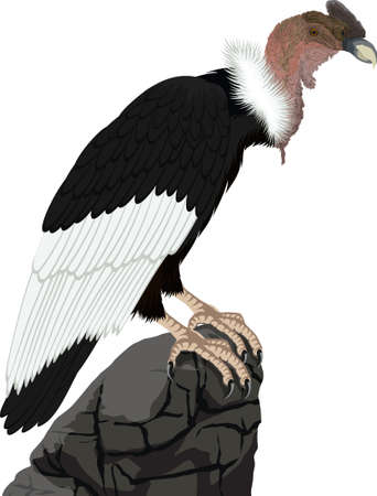 vector Andean condor sitting on rockのイラスト素材