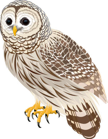 vector florida barred owl illustrationのイラスト素材