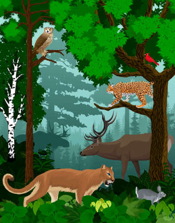 vector woodland green forest trees backlit with cougar puma, lynx, eagle owl, rabbit, red cardinal and elkのイラスト素材