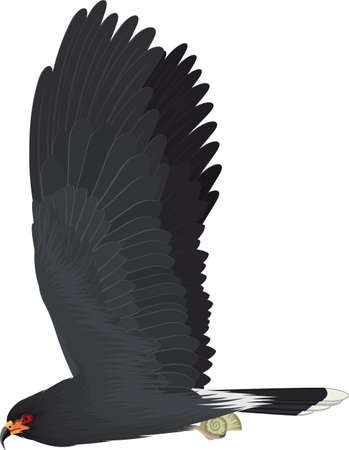 vector endangered snail kite illustrationのイラスト素材