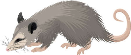 vector North American opossum (Didelphis virginiana) illustrationのイラスト素材