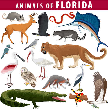 vector set - animals of Florida: barred owl, key deer, osprey, snail kite, opossum, coral snake, Everglades rat snake, Puma Cougar, racoon, gray fox, spoonbill, Mockingbird, ibis, heron and sailfishのイラスト素材
