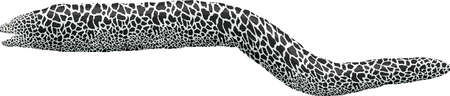 vector laced moray eel illustrationのイラスト素材