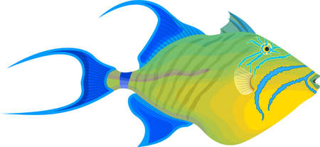 vector fish queen triggerfish illustratonのイラスト素材