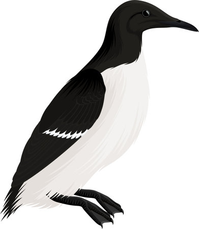 vector arctic bird common murre or guillemotのイラスト素材