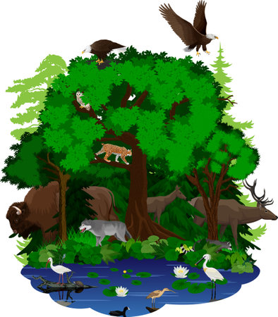 vector woodland green forest and lake with animals: bison, bald eagle, deer, wolf, owl, lynx, racoon, turtle, spoonbill, Curlew and Ibisのイラスト素材