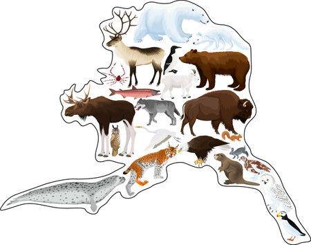 vector map with animals of Alaska: polar bear, bald eagle, moose, lynx, beaver, crab, fox, owl, seal, bison, bear, mountain goat, reindeer, wolfのイラスト素材