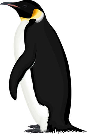 vector wild Emperor penguin illustrationのイラスト素材