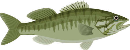 vector Guadalupe Bass fish illustrationのイラスト素材