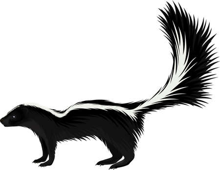 vector North american striped skunkのイラスト素材