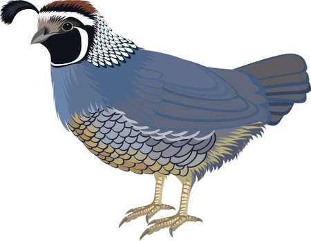 vector California valley quail illustrationのイラスト素材