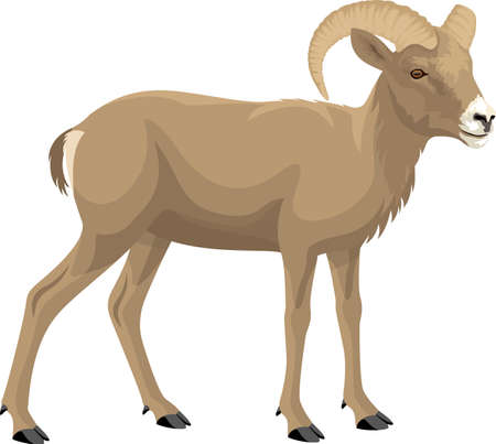 desert bighorn sheep - vector illustrationのイラスト素材