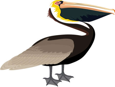 vector Atlantic brown pelican illustrationのイラスト素材