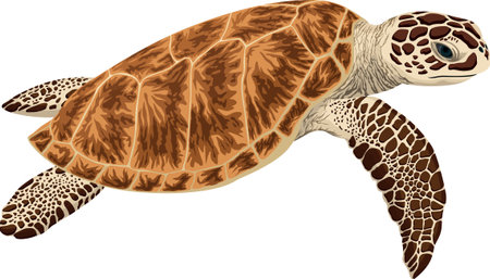 vector  green sea turtle illustrationのイラスト素材