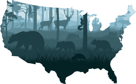 USA map - woodland forest with grey wolf,  kite, fox, eagle, hawk, squirrel, rabbit, wild boar, owl, moose, capercaillie, deers and black bear familyのイラスト素材