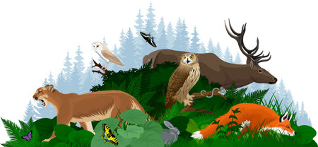 Vector woodland forest illustration with animals