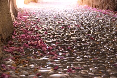 The pavement in petalsの写真素材