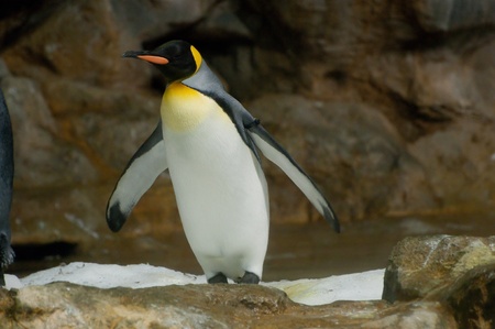 emperor penguin on icy rocksの写真素材