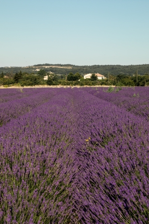 Lavender field in Provenceの写真素材