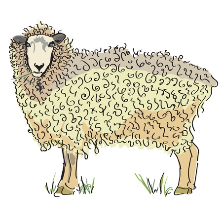 Australian Sheepのイラスト素材