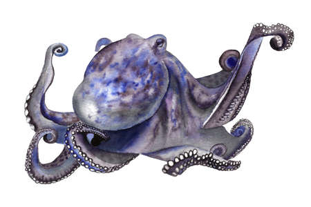 Hand drawn octopus on the white background. Sea and ocean creature watercolor illustration.の写真素材