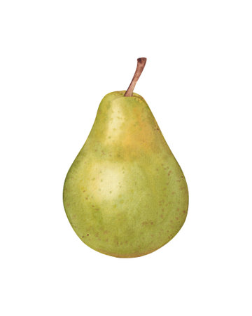 Watercolor pear. Hand drawn illustration isolated on white backgroundの写真素材