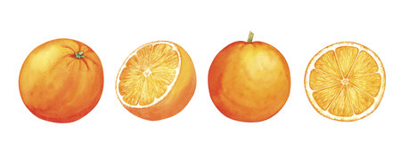 Set of Watercolor orange fruit. Hand drawn illustration isolated on a white background.の写真素材