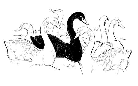 Black swan among white swan hand drawn sketches white isolated background vector design illustrationのイラスト素材