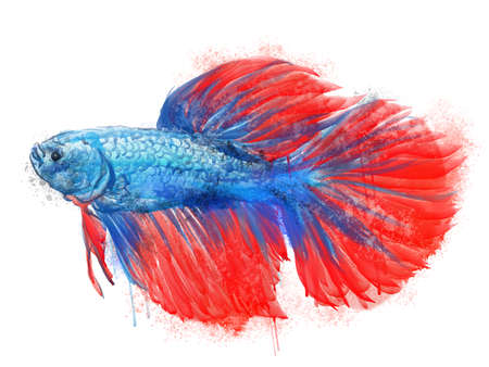Betta fish character blue body red fin white isolated background with water color hand drawingの写真素材