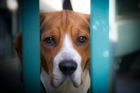 Beagle looking thru porch fenceの写真素材